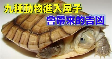 甲蟲風水|九種動物进入屋子，會帶來的吉凶，你知多少？ 一定要看！